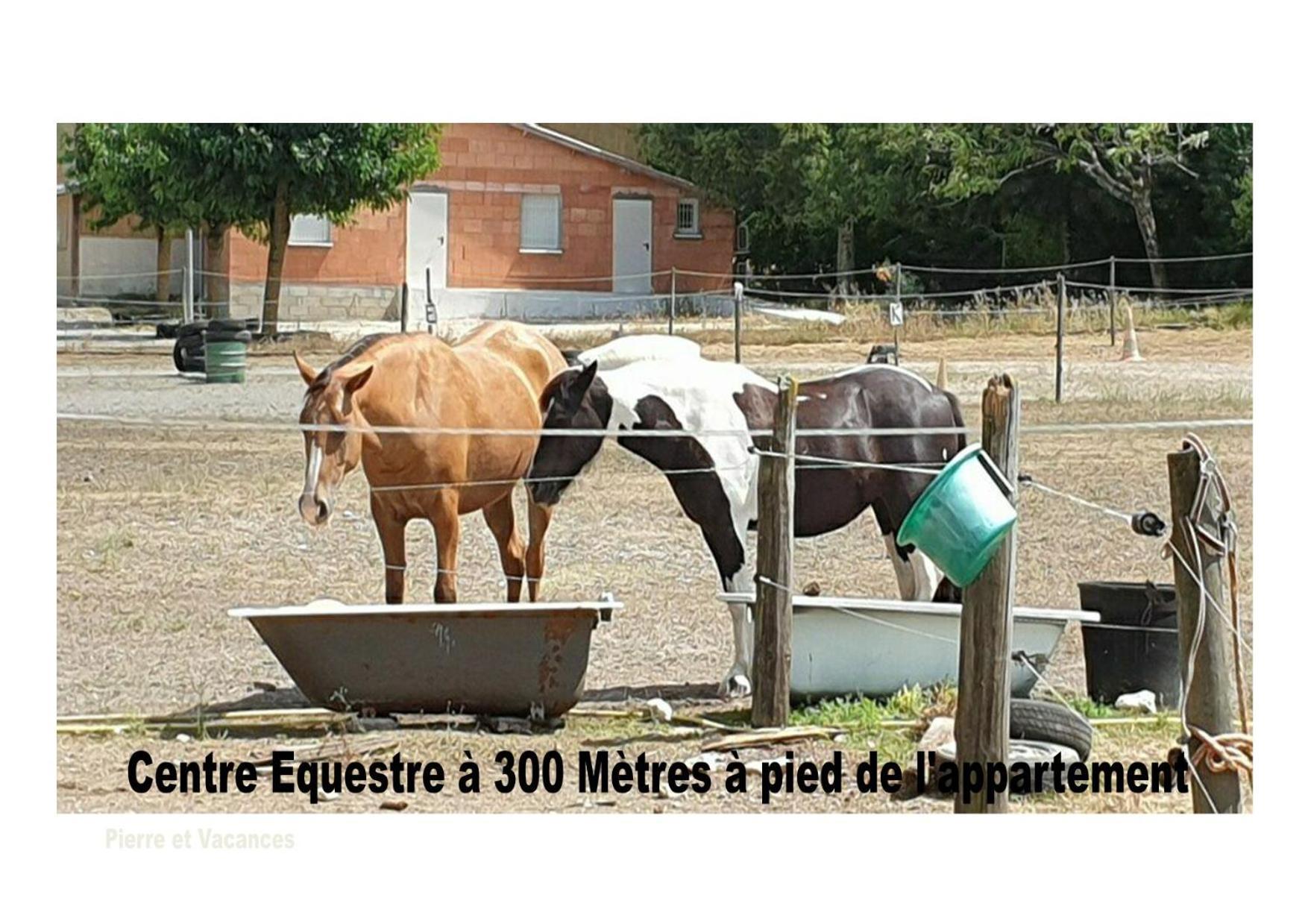 Charmant Appartement Avec Piscine. Monflanquin Eksteriør bilde